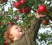 Nothing says fall like apple picking, and believe it or not, there's great apple picking near LA!