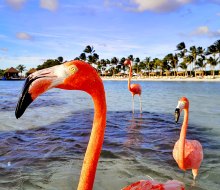 You just might catch a glimpse of Aruba's resident pink flamingos! Photo by Frugal Flyer on Unsplash