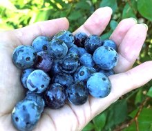 The only thing better than picking blueberries is eating them! Photo by Rebecca Leffler