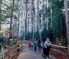 Take a stroll through the Musical Frosted Forest during a Stone Mountain Christmas.