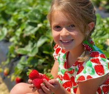 Rows and rows of fresh strawberries are ripe for the picking at Washington Farms. Photo courtesy of the farm