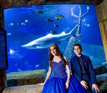 It's hard to beat the Long Island Aquarium when you're looking for a show stopping backdrop to your bar mitzvah celebration. Photo courtesy of the venue