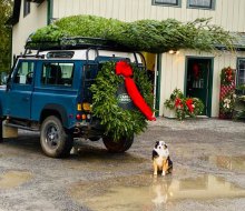 Battenfeld's Christmas Tree Farm is pet- and kid-friendly! Photo courtesy of the farm