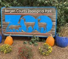 The Bergen County Zoo, in the action-packed Van Saun County Park, specializes in animals of the Americas and recently debuted a brand new pair of rare red wolves. 