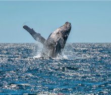 Los Angeles is the perfect place to look for whales from December to April.