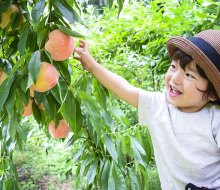 Peaches are ripe for the picking in the DC area!