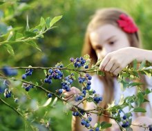 Bishop's Orchards is a gorgeous spot for blueberry picking near NYC with kids.