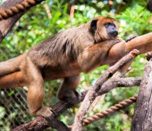 Howler monkey. Photo courtesy of Houston Zoo