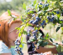 Nothing says summer like blueberry picking near Boston with kids!