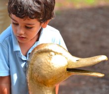 Make way for the top spring fairs and festivals in Boston for 2025! Duckling Day at the Boston Common Garden. Photo by K. Jarrett via Flickr 2.0