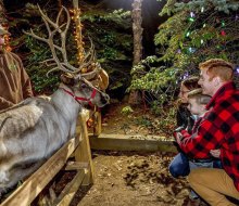 There are reindeers coming to town, welcoming the holiday season to Boston this weekend! Photo courtesy of the Stone Zoo