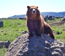 The Montana Grizzly Encounter is a bear rescue facility where you can see grizzly bears up close.