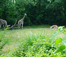 The Bronx Zoo is full of amazing animals and surprises await around every bend of its sprawling grounds. 