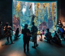 Dive into science! Photo by (c) Jonathan Selig 2025, courtesy of California Science Center