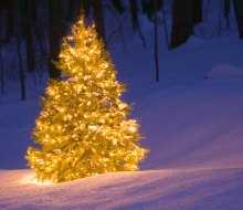 Cut your own tree this year at one of these Christmas tree farms near Chicago. Photo courtesy of Comstock Images