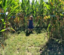 Get lost in Alstede Farm's corn maze. Photo by Rose Gordon Sala