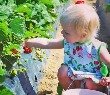 Strawberries. Credit: Washington Farms