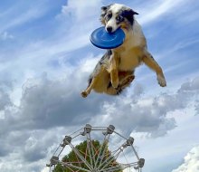 Ready Go Dog Show will be at the Norwalk Oyster Festival  for family fun in CT this September. Photo courtesy of JLS Communications