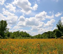 Enjoy the wildflower meadow at Delaware Canal State Park near the Giving Pond. Photo courtesy of PA DCNR