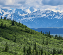 Most families that visit Denali National Park either hop on a non-narrated transit bus to explore the park or book one of the Denali National Park tours.  Photo via Canva