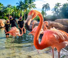 Meet and help feed the gorgeous Caribbean flamingos at Discovery Cove. Photo courtesy Discovery Cove.