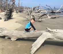This Jekyll Island beach is filled with driftwood, hence the name: Driftwood Beach! Photo by the author 