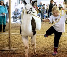 Grab your, ah, alpaca and head out for the best things to do in Connecticut this weekend! Photo courtesy of the Durham Fair via Facebook