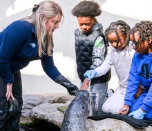 Visiting Boston's New England Aquarium can provide kids with some amazing experiences! Harbor seal photo courtesy of New England Aquarium