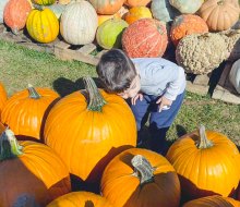 We've been keeping our ears open for the best Halloween events in Connecticut! Pumpkin Picking photo courtesy of Foster Farm