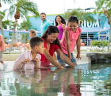 Enjoy aquatic shows, aquarium tanks, even a chance to swim with dolphins at the Miami Seaquarium. Photo courtesy of the Seaquarium