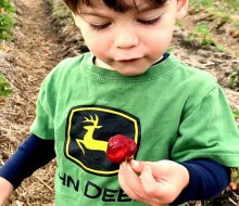 Find the right spot to go strawberry picking in Boston this summer! Photo courtesy of Verrill Farm