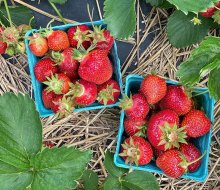 Fishkill Farms offers certified organic berries during its strawberry picking season.