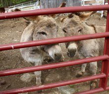 See farm animals up close at Flamig Farm's petting zoo in Simsbury, Connecticut!