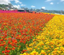 Photo courtesy of The Flower Fields of Carlsbad