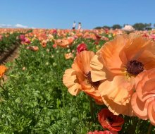 Let Mom relax, and enjoy the flowers! Photo courtesy of The Flower Fields at Carlsbad Ranch