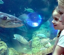 Get close to underwater creatures at the Frost Science Museum's massive aquarium. Photo by Jackie Jones