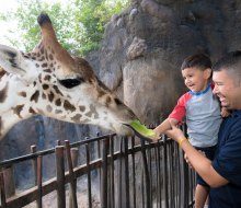Feeding the giraffes at the Houston Zoo. Photo by Stephanie Adams/courtesy the zoo