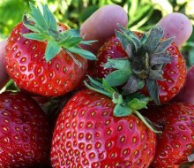 Fill your baskets with ripe strawberries at Glover Farms in Brookhaven. Photo courtesy of the farm