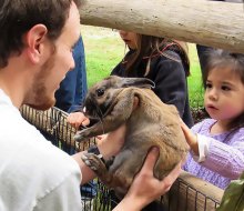 Hold the soft rabbits at the Greenburgh Nature Center's petting zoo. 