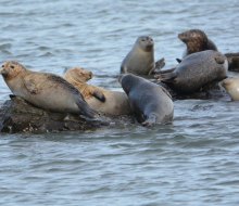 Long Island's coastal waters are a favorite hangout for harbor seals, starting around November and lasting until May. Photo by Xylia Serafy