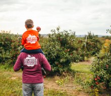 Apple picking in Connecticut is a great family activity, with wonderful photo ops, outdoor fun, and delicious treats. Photo courtesy of Holmberg Orchards & Winery