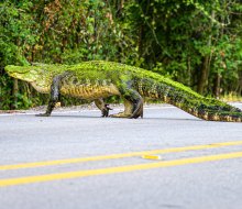 Alligator sighting in Brazos Bend State Park. Photo by Shiva Shenoy via Flickr 2.0