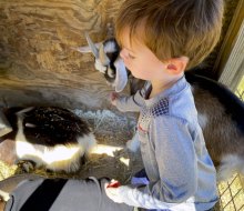 Feeding goats at Old MacDonald's Farm Houston. Photo by Jessica Stautberg