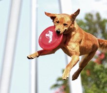 See some amazing dogs at the Hunterdon County 4-H Agricultural Fair. Photo courtesy of the fair via Facebook