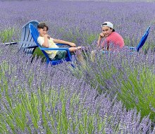 In early summer, Lavender By the Bay lends a regal hue to the normally green North Fork of Long Island.