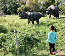 Romp with the triceratops and other dinos at Field Station: Dinosaurs in Leonia. Photo by Janet Bloom