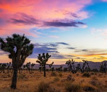 Visit Joshua Tree National Park on one of the free admission days!