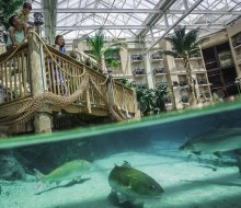 Nab a Gaylord Palms Resort Guess Pass and spend the day enjoying the water park, dining options, and other amenities. Photo courtesy of Marriott Gaylord Palms 