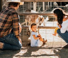 Pet miniature horses and barnyard horses while staying the night. Photo courtesy of Alisal Ranch in Solvang