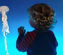 Kids will love admiring all the sea creatures at the Aquarium of the Pacific. Photo by Kylie Williams